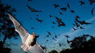 مفاجأة مرعبة بشأن فيروسات كورونا جديدة بالصين