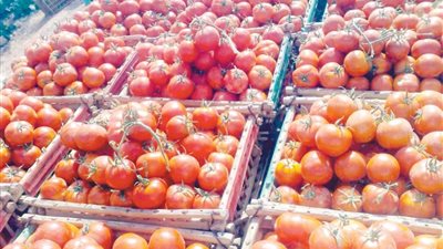 بشرى سارة من شعبة الخضروات بشأن خفض أسعار الطماطم بالأسواق