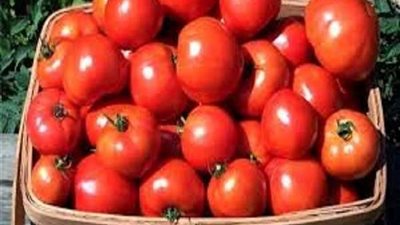 شعبة الخضروات تكشف موعد انخفاض سعر الطماطم .. فيديو