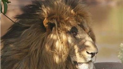 بطولات الأسد سكار فيس: منها قتل 400 ضبعًا