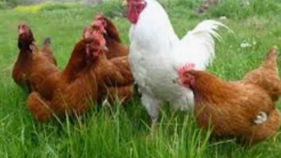 البيضاب70جنيه.. أسعار الدواجن اليوم