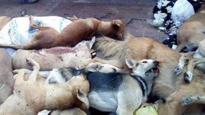 الداخلية تكشف لغز قيام أحد المطاعم بتسميم الكلاب الضالة بمصر القديمة