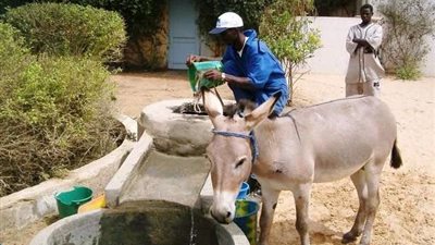 مبادرة دولية لإنقاذ 70 ألف حمار بموريتانيا.. تفاصيل