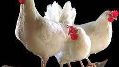 ارتفاع طفيف بأسعار الدواجن في الأسواق اليوم السبت