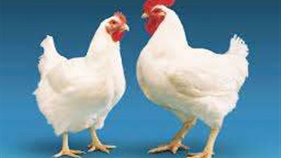 ارتفاع أسعار الدواجن البيضاء رغم انخفاض سعر العلف.. والشعبة تكشف التفاصيل