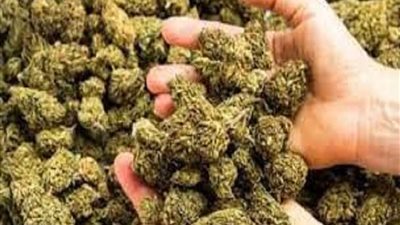 إحباط محاولة عناصر إجرامية لترويج كميات كبيرة من المخدرات بالإسكندرية