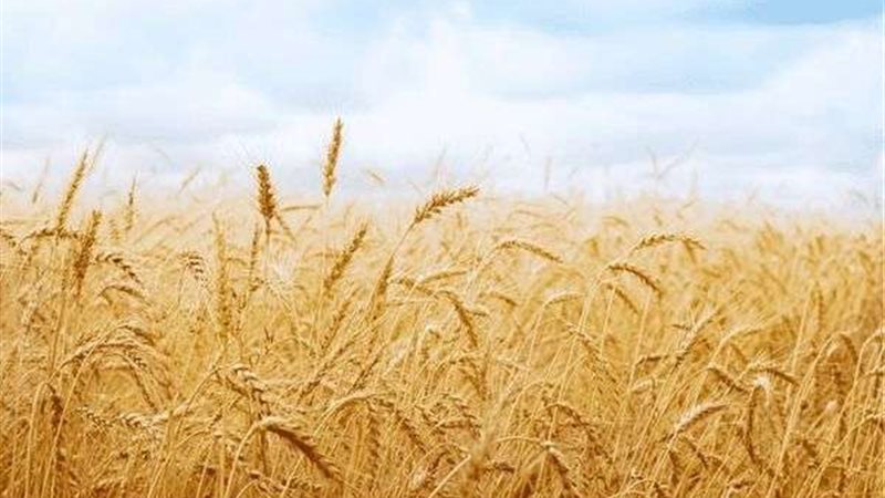 توريد القمح
