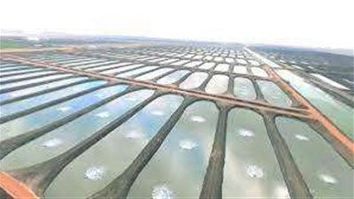 مصر احتلت المركز الأول إفريقيًّا والمركز السابع عالميًّا  في إنتاج الأسماك