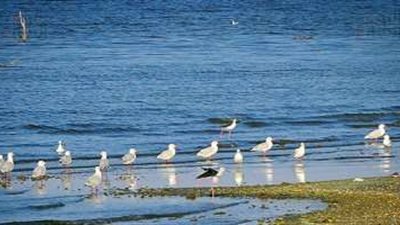 فعاليات المهرجان الدولي الأول لسياحة مشاهدة الطيور المهاجرة