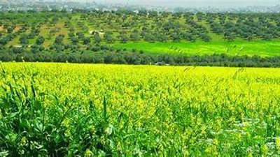 فعاليات مشروعات الاستصلاح الزراعي بوسط وشمال سيناء.. فيديو