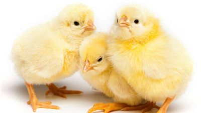 شعبة الدواجن تكشف أسباب ارتفاع سعر الكتاكيت