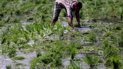 الزراعة تزف بشري سارة للفلاحين