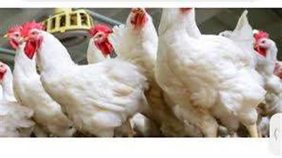 استقرار أسعار الدواجن والبانيه بـ160جنيها