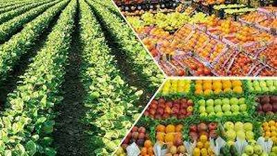 الزراعة: الدولة تبذل قصارى جهدها لخفض الأسعار ونمو القطاع الزراعي