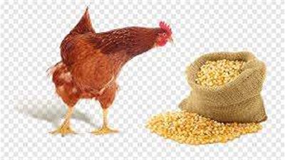 ارتفاع أسعار الأعلاف.. وخبير زراعي يكشف الكواليس