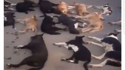 رعب جديد.. فيروس خطير ينتشر بين الكلاب أصاب المئات