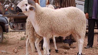 نصائح مهمة من مركز البحوث الزراعية قبل شراء الأضاحي