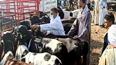 بيطري المنيا يحرر 8 محاضر لمحلات جزارة مخالفة