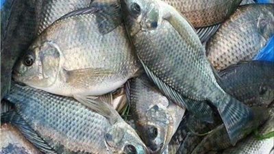 أسعار الأسماك اليوم الثلاثاء 6 - 7 - 2021