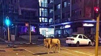 فيديو.. أسد طليق في شوارع الرياض يثير الذعر