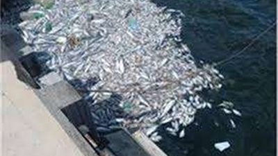 نقيب الصيادين يكشف حقيقة نفوق أسماك منطقة المكس بالإسكندرية