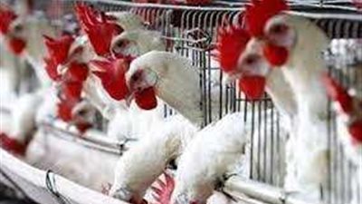 رغم مبادرة خفض الأسعار.. ارتفاع أسعار الدواجن والشعبة توضح التفاصيل