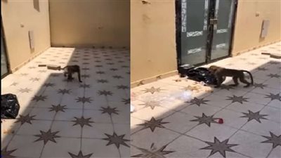 بالفيديو | قرد يقتحم منزل مواطن
