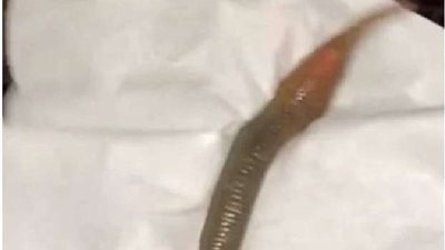 تحذير.. سيدة تعثر على مخلوق غريب في جواربها