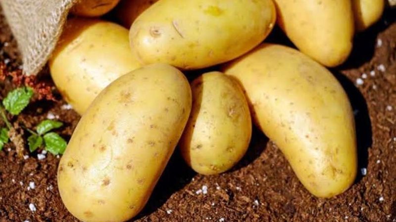 البطاطس