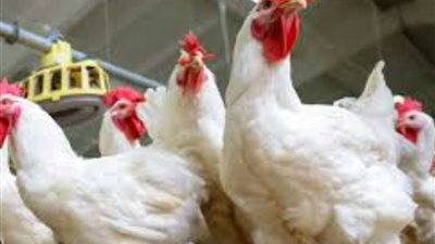 انخفاض أسعار الدواجن اليوم.. والبلدي بـ77 جنيهًا