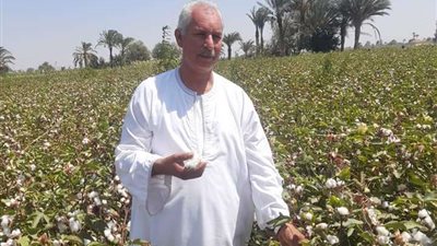 أبو صدام: أسعار القطن تقفز لأعلى سعر لها في التاريخ