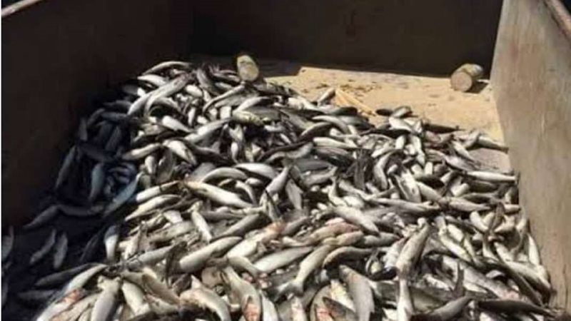 أسماك البوري النافقة