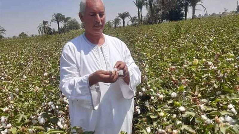 القطن المصري