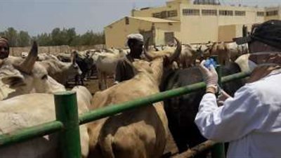الطب البيطرى: الانتهاء من تحصين 14 ألف و201 رأس ماشية في البحر الأحمر