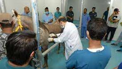 الطب البيطري: تحصين 51 ألف و910 رؤوس ماشية بالشرقية