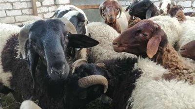 دار الإفتاء توضح حكم ذبح الأضحية فى الحمام..فيديو