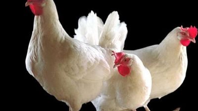 كرتونة البيض البلدي بـ 136 جنيه.. استقرار أسعار الدواجن في الأسواق