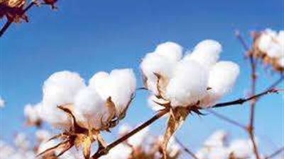 بعد قرار تخفيض تصدير القطن لحاجة المغازل المصرية.. الشعبة توضح التفاصيل