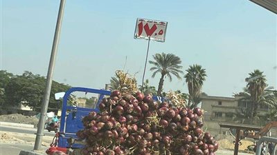 نكشف السعر الحقيقي للبصل بالأسواق.. وخبير  بالقومي للبحوث الزراعية يوضح التفاصيل