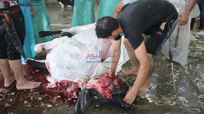 بلدنا اليوم