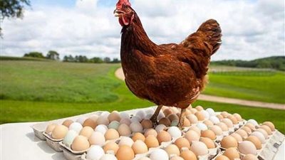 البانيه بـ 145جنيه.. أسعار الفراخ اليوم الخميس 26 أكتوبر 2024