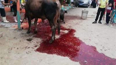 الجيزة: حظر ذبح الأضاحي في الطريق وفتح مجازر المحافظة بالمجان للمواطنين