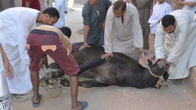 احذر.. الحكومة تعلن غرامة مالية كبيرة حال ذبح الأضاحي في الشارع