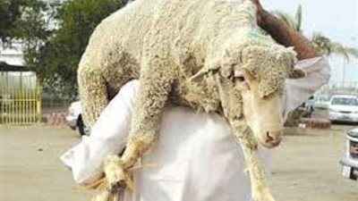 الخراف والماعز ..  أسعار الأضاحي بالأسواق في أول أيام عيد الأضحى