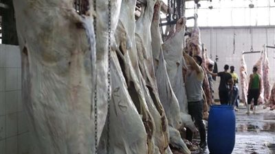 مجازر القليوبية تستقبل 384 أضحية أول أيام العيد