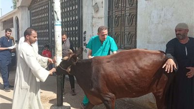 قافلة جامعة سوهاج البيطرية تتجه لقرية برديس بمركز البلينا وتناظر ٢١٠ حاله مجاناً