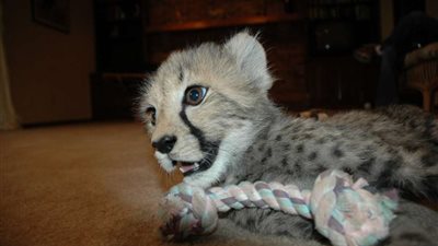 النيابة تصدر قرار هام بشأن تجول بعض الأشخاص بأسد في شوارع العين السخنة