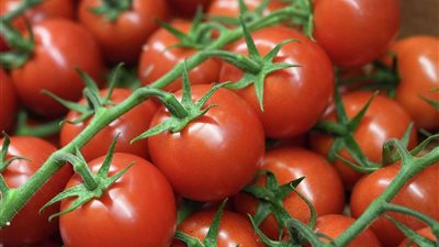 «مجنونة ياقوطة»| أسعار الطماطم تقفز مجددا.. والسر في «التيلة»