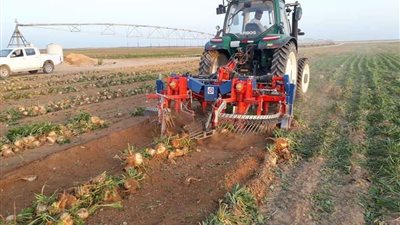 بالصور | الزراعة: استمرار حصاد البنجر وتوريد 60 ألف طن لمصانع السكر