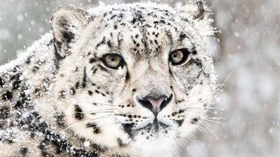 للمرة الأولى.. إصابة نمر ثلجي بفيروس كورونا في حديقة حيوانات